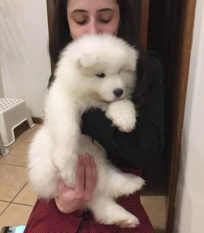Adorable lovely Male and Female Samoyed Puppies for adoption Image eClassifieds4u