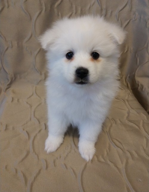 Affectional Japanese Spitz Puppies For Adoption Image eClassifieds4u