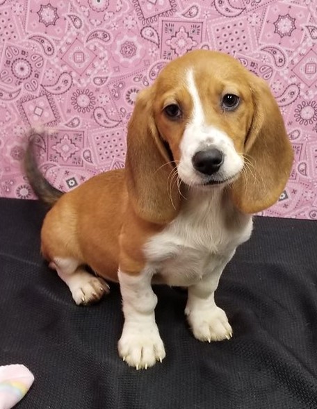 Affectionate Basset Hound Puppies For Adoption Image eClassifieds4u