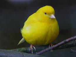 American singer canaries Image eClassifieds4u