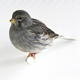 American singer canaries Image eClassifieds4u