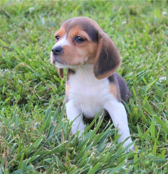 C.K.C MALE AND FEMALE BEAGLE PUPPIES AVAILABLE Image eClassifieds4u