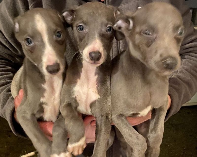 egtu6yb htyu Quality Whippet puppies for sale Image eClassifieds4u