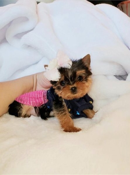 fdewfre gfggth Yorkshire terrier puppies Image eClassifieds4u