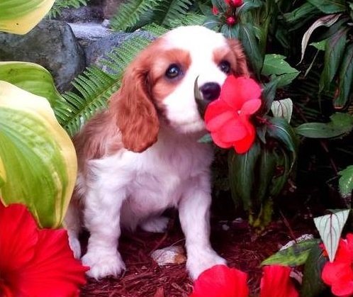 gfgtr ghtr Adorable outstanding Cavalier King Charles puppies Image eClassifieds4u