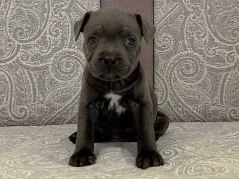 gfhgrt yy Staffordshire Bull Terrier Boy Image eClassifieds4u