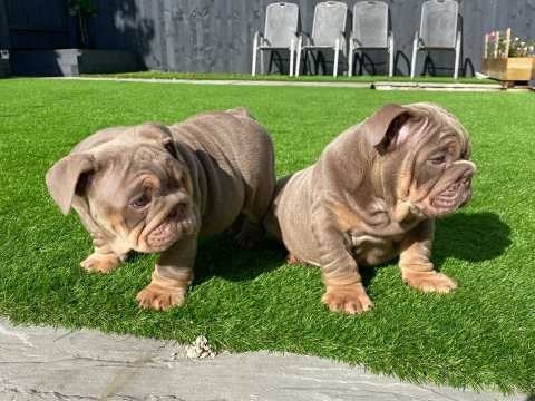 grtry 100% English bulldog Image eClassifieds4u