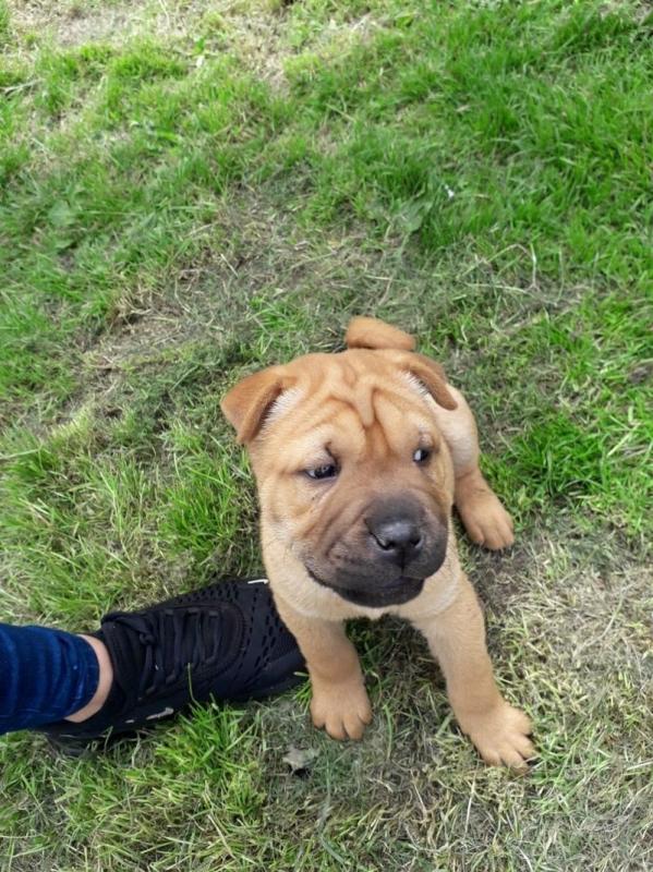 hjkggtfty Quality Shar Pei puppies for sale Image eClassifieds4u