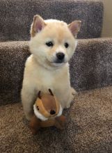 C.K.C MALE AND FEMALE SHIBA INU PUPPIES AVAILABLE Image eClassifieds4U