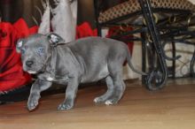 ddvfdbg Quality Staffordshire Bull Terrier puppies Image eClassifieds4U