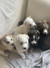 dfgryht SIBERIAN HUSKY PUPPIES FOR A LOVING HOME Image eClassifieds4U
