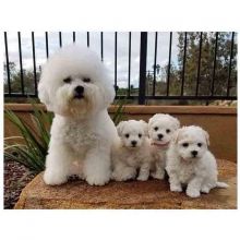 erfreyn BICHON FRISE PUPPIES READY TO GO!! Image eClassifieds4U