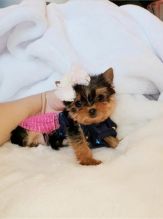 fdewfre gfggth Yorkshire terrier puppies Image eClassifieds4U