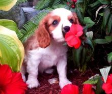 gfgtr ghtr Adorable outstanding Cavalier King Charles puppies Image eClassifieds4U