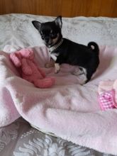 gghythj ghy Chihuahua puppies Image eClassifieds4U