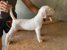 sdvffdhb ds Dogo Argentino, puppies Image eClassifieds4U