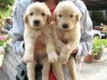 vfdbgh registration documents. Labrador Retriever Image eClassifieds4U