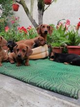 vfhgtrh ADORABLE DASCHUND PUPPIES FOR SALE Image eClassifieds4U