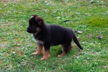 WELL TRAINED GERMAN SHEPHERD PUPPIES Image eClassifieds4U