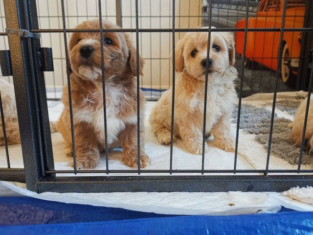 sdfgtut maltipoo pups available and ready to go now Image eClassifieds4u