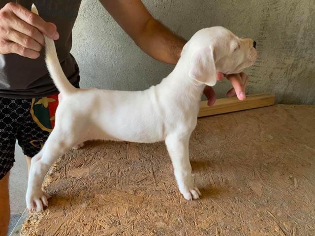 sdvffdhb ds Dogo Argentino, puppies Image eClassifieds4u