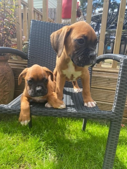 wert5uy STUNNING BOXER PUPPIES Image eClassifieds4u