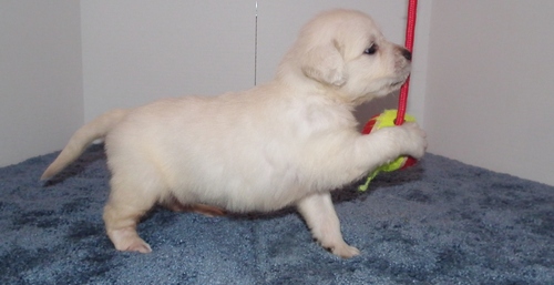 **Golden retrievers puppies for adoption** Image eClassifieds4u