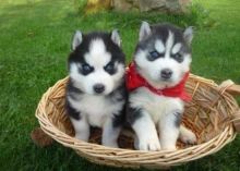 friendly, affectionate Siberian husky puppies