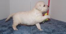 Adorable Golden Retriever puppies for rehoming