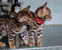 dsdfdgtrhty Bengal Kittens