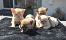 dsfrytt Beautiful Burmese Kittens