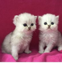 ettregt54 b Nice Chinchilla Persian kittens