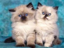 fgtrhytj Sweet Himalayan Kittens -