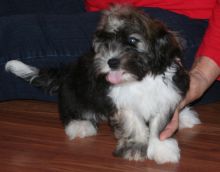 freygt gfh Male and female Havanese puppies