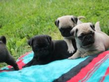 gfbhgj hgjyg Great Pug Pups