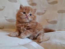 ghyujy British Longhair kittens available for sale