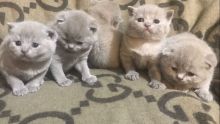 hdfsgstred Pure Scottish Fold Kittens For Sale