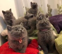 kpophj British Shorthair Kittens for sale.