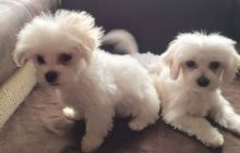 nbvhggykh male and female Maltese puppies
