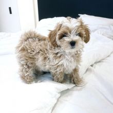 yftut Cute Maltipoo puppies for Re-Homing