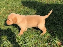 yhggyugyu Labrador Retriever Puppies still available to good homes.