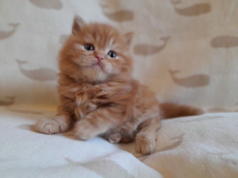 ghyujy British Longhair kittens available for sale Image eClassifieds4u