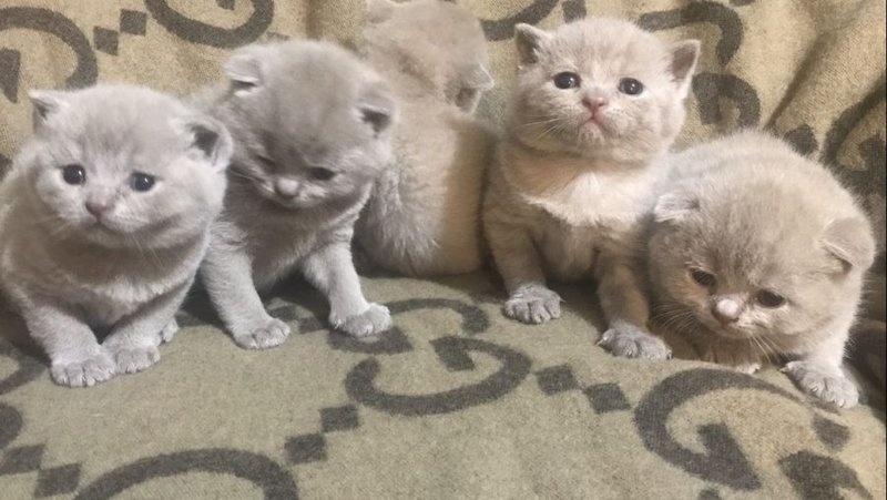 hdfsgstred Pure Scottish Fold Kittens For Sale Image eClassifieds4u