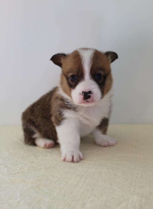 huhuh Pembroke welsh corgiy pups Image eClassifieds4u