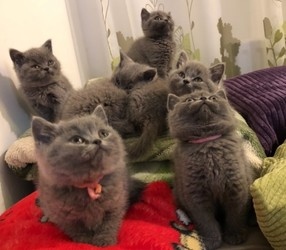 kpophj British Shorthair Kittens for sale. Image eClassifieds4u