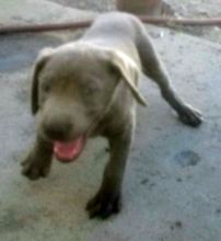 Female silver labs Image eClassifieds4u 1