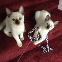 fgtvht Beautiful Siamese Kittens Image eClassifieds4U