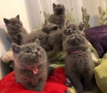 kpophj British Shorthair Kittens for sale. Image eClassifieds4U