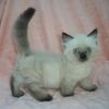 nlpo appropriate vaccines, Standard munchkins Image eClassifieds4U