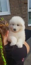Red and dawn are raised in family Samoyed girls and boys ready to leave now Image eClassifieds4U